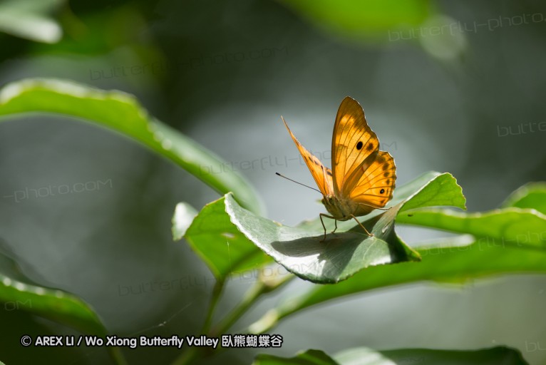 130609_rarashan_059.jpg