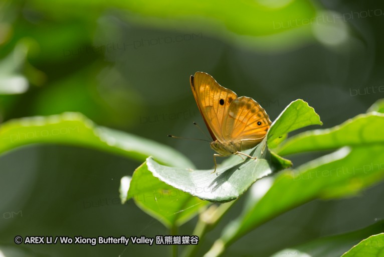 130609_rarashan_061.jpg