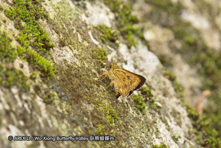 130609_rarashan_068.jpg