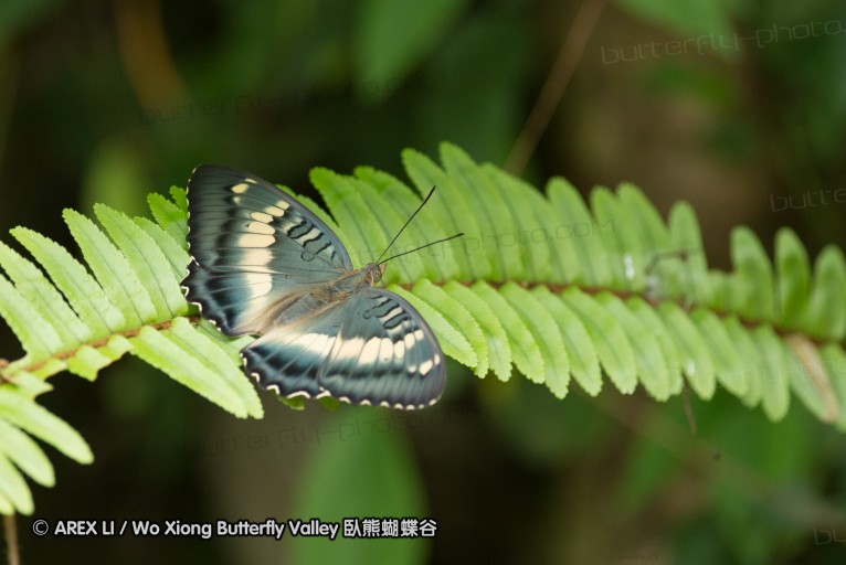 130609_rarashan_071.jpg