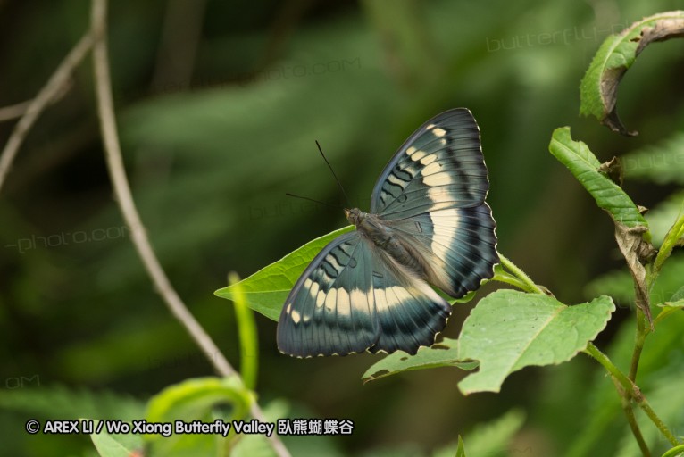 130609_rarashan_073.jpg