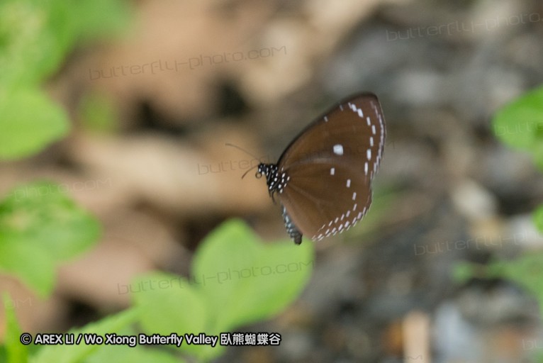 130610_puli_08.jpg