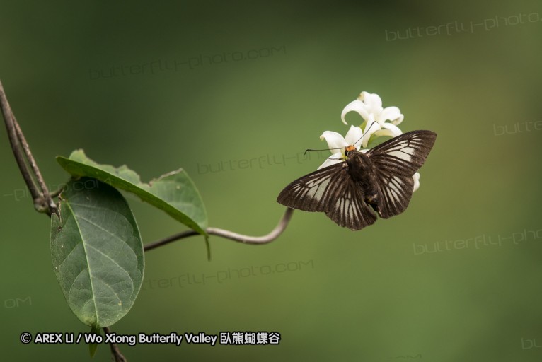 160514_nanling_03.jpg