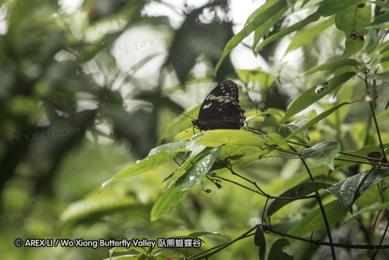 160514_nanling_05.jpg