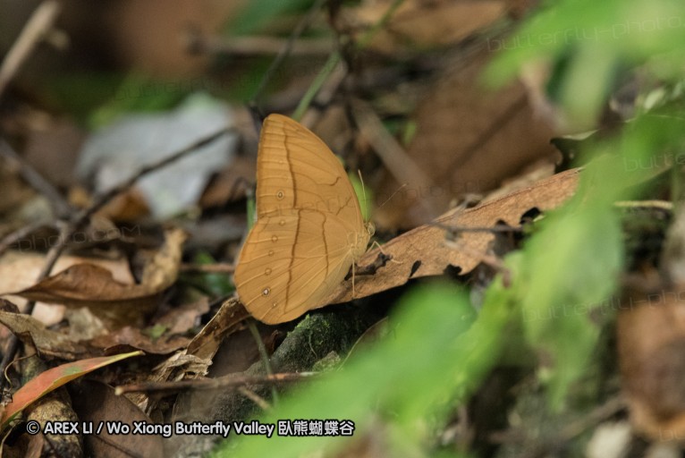 160514_nanling_06.jpg