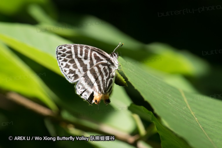 160516_nanling_001.jpg