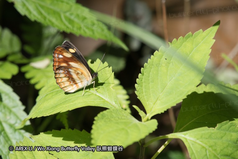160516_nanling_020.jpg