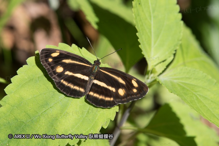 160516_nanling_022.jpg