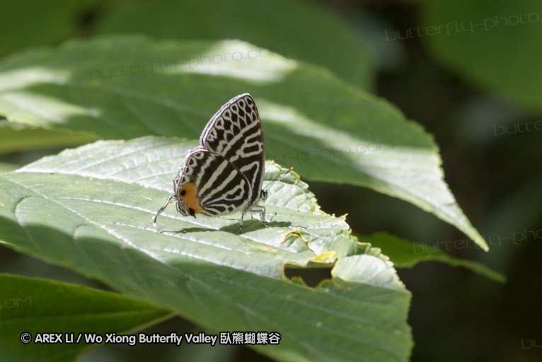 160516_nanling_040.jpg