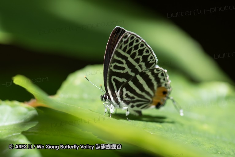 160516_nanling_041.jpg