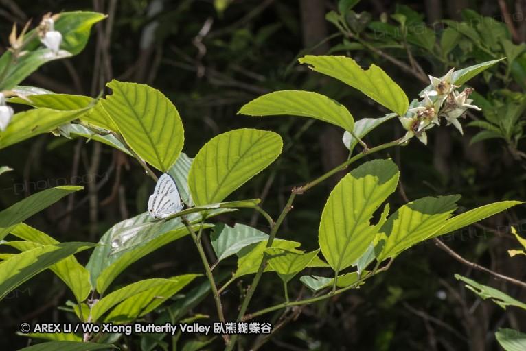 160516_nanling_046.jpg
