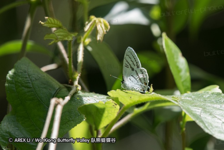 160516_nanling_047.jpg