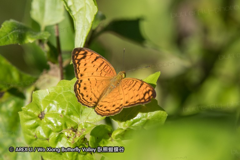 161216_peacevillage_01.jpg