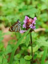 091025_sisidro_38.jpg