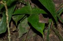 091101_alinahui_130.jpg