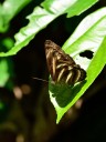 110509_phuket_029.jpg