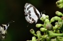 110509_phuket_061.jpg