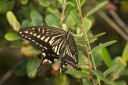 Filename=110827_yl_01.jpg
Filesize=510KiB
Dimensions=2880x1920
Date added=Aug 11, 2012 110827_yl_01.jpg