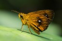 110904_mos_02.jpg