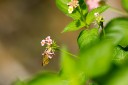 120409_uluchepor_30.jpg