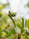 Filename=120429_mos_15.jpg
Filesize=364KiB
Dimensions=1439x1920
Date added=Apr 30, 2012 120429_mos_15.jpg