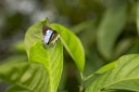 Filename=120429_mos_16.jpg
Filesize=333KiB
Dimensions=2880x1920
Date added=Apr 30, 2012 120429_mos_16.jpg