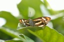 Filename=120430_mos_06.jpg
Filesize=290KiB
Dimensions=2899x1920
Date added=Apr 30, 2012 120430_mos_06.jpg