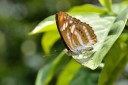 Filename=120430_mos_12.jpg
Filesize=483KiB
Dimensions=2880x1920
Date added=Apr 30, 2012 120430_mos_12.jpg