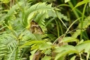 120630_dadungshan_40.jpg