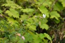 121002_andasibe_055.jpg