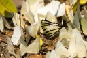 130211_palau_37.jpg