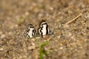 130215_kahonn_34.jpg