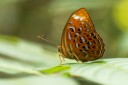 130216_hindad_71.jpg