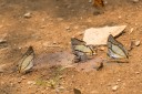 130402_chiangdao_076.jpg