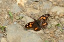 130602_takao_13.jpg