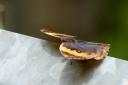 130609_rarashan_031.jpg