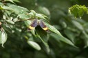 130609_rarashan_048.jpg