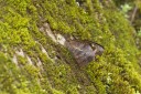 130609_rarashan_066.jpg