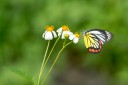 130610_puli_51.jpg