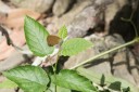 160516_nanling_035.jpg