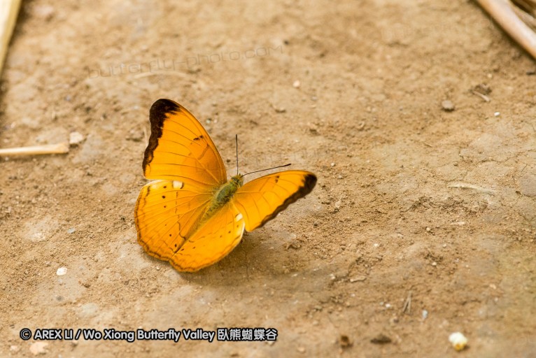 130331_phahompok_048.jpg