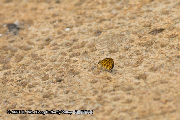 130402_chiangdao_070.jpg