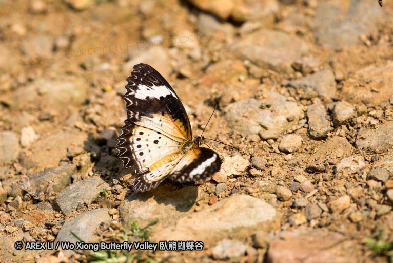 130402_chiangdao_141.jpg