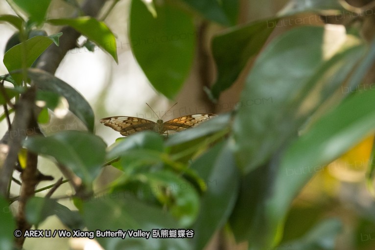 130403_inthanon_017.jpg