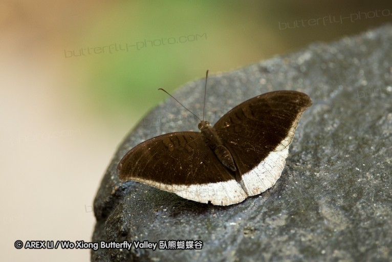 130403_inthanon_028.jpg