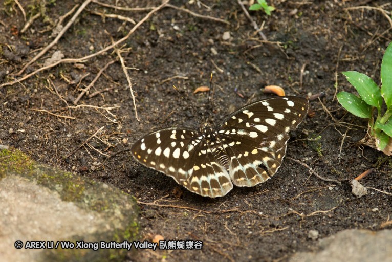 130403_inthanon_029.jpg