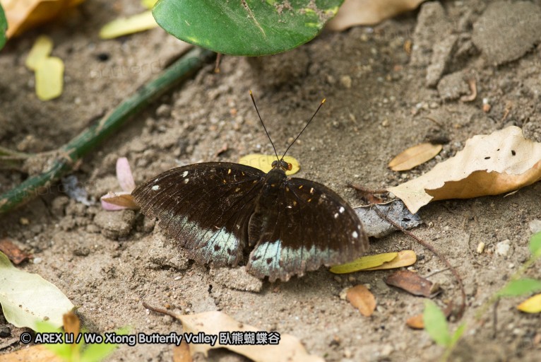 130403_inthanon_031.jpg