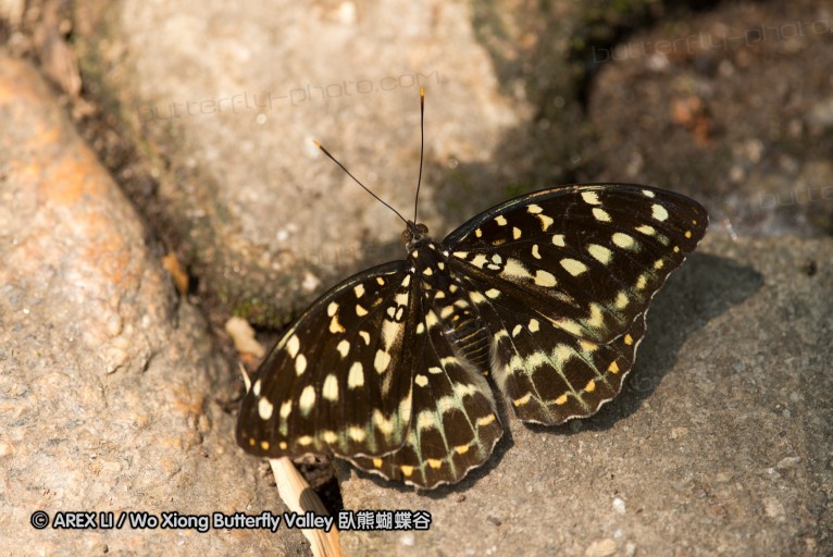 130403_inthanon_054.jpg