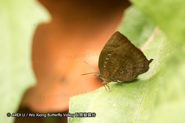 130403_inthanon_066.jpg