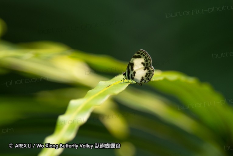 130403_inthanon_077.jpg